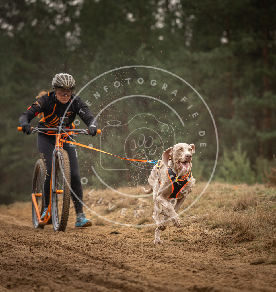 Pfotenfotografie_DV3A4950 | Hundefotografie, Tierfotograf, Pfotenfotografie, Fotoshooting Hund, Hunde Portrait, Hundesport, Hundeportraits, Heideshooting, Hunde, Sportfotograf, Hundefotograf, Turnierhundsport, THS,  - Realisiert mit Pictrs.com