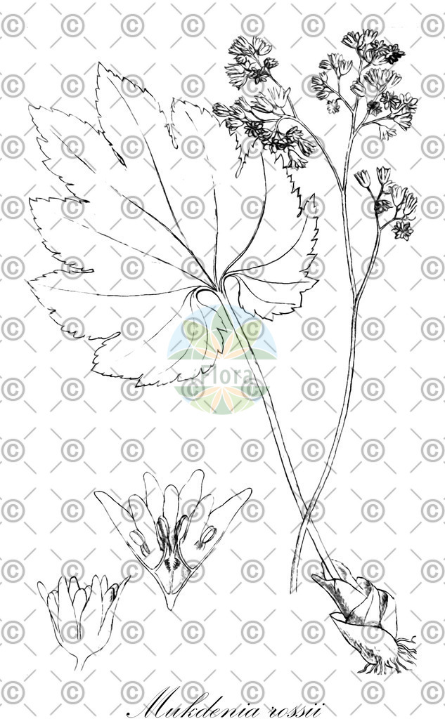 HistAbb_EMP_13472_SRC_Schlechtendal_FLORAD_SIMPLE | Historische Abbildung von Mukdenia rossii - Saxifragaceae | Historical Illustration of Mukdenia rossii - Saxifragaceae
