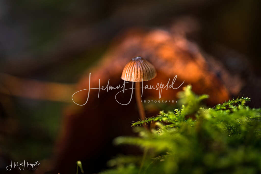 DSC03376-Bearbeitet | Landschaftsfotografie, Naturfotografie - Realisiert mit Pictrs.com