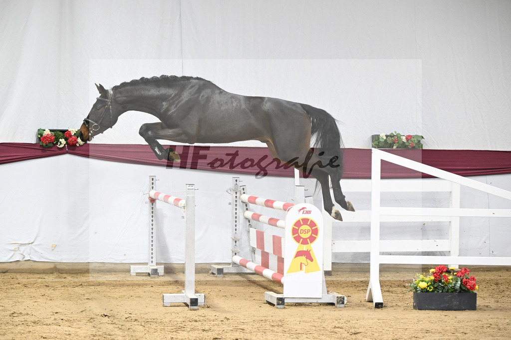 Kat-Nr. 99 Conthalou x Colestus_ZG Erkner_47253207 | hf-fotografie - Realisiert mit Pictrs.com