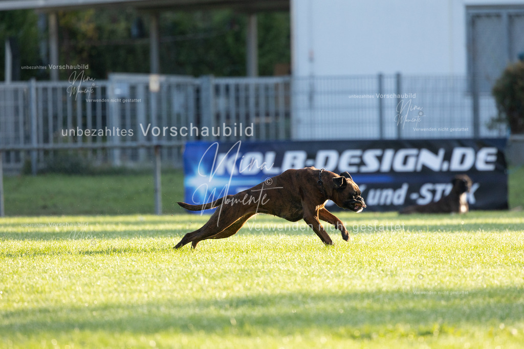 _16A5996 | Einzigartige Fotos von Hunden & Menschen –Actionfotos, Portraits, Vereinsaufnahmen & Paarshootings – authentisch, lebendig & mit Herz.