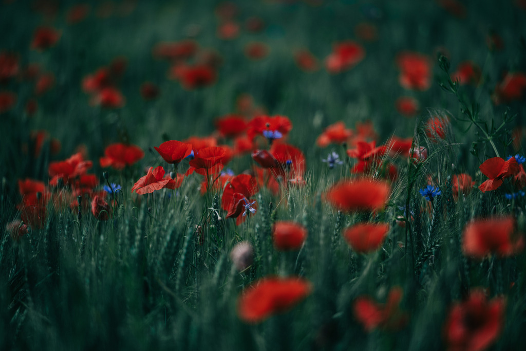 Mohn | Simone Sonderegger Photography