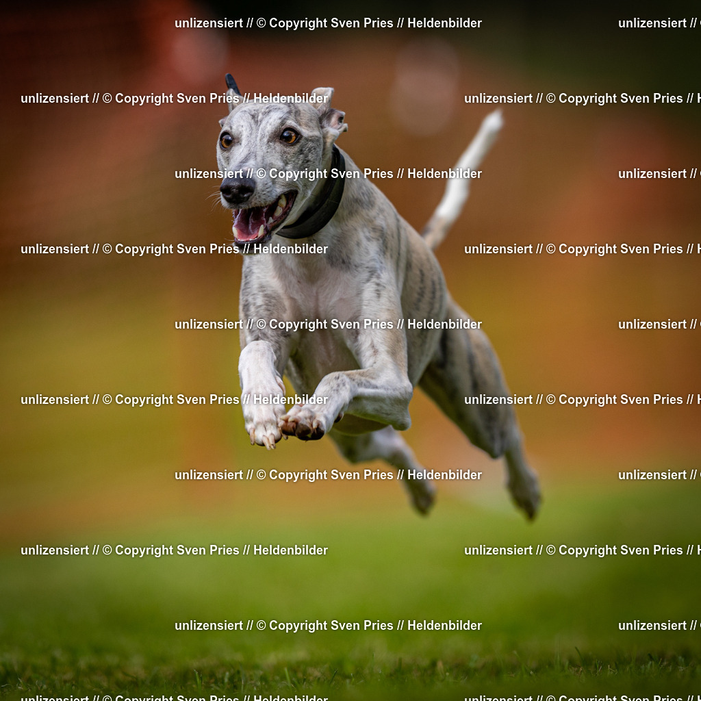 Sven Pries | 2024-09-22 - Hunderennen Baden-BadenPudelverein - Realisiert mit Pictrs.com