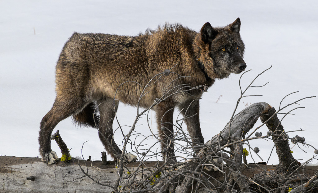 2024-344 | Dramatische Begegnung: Bison und Wölfe am Firehole River. - Realisiert mit Pictrs.com