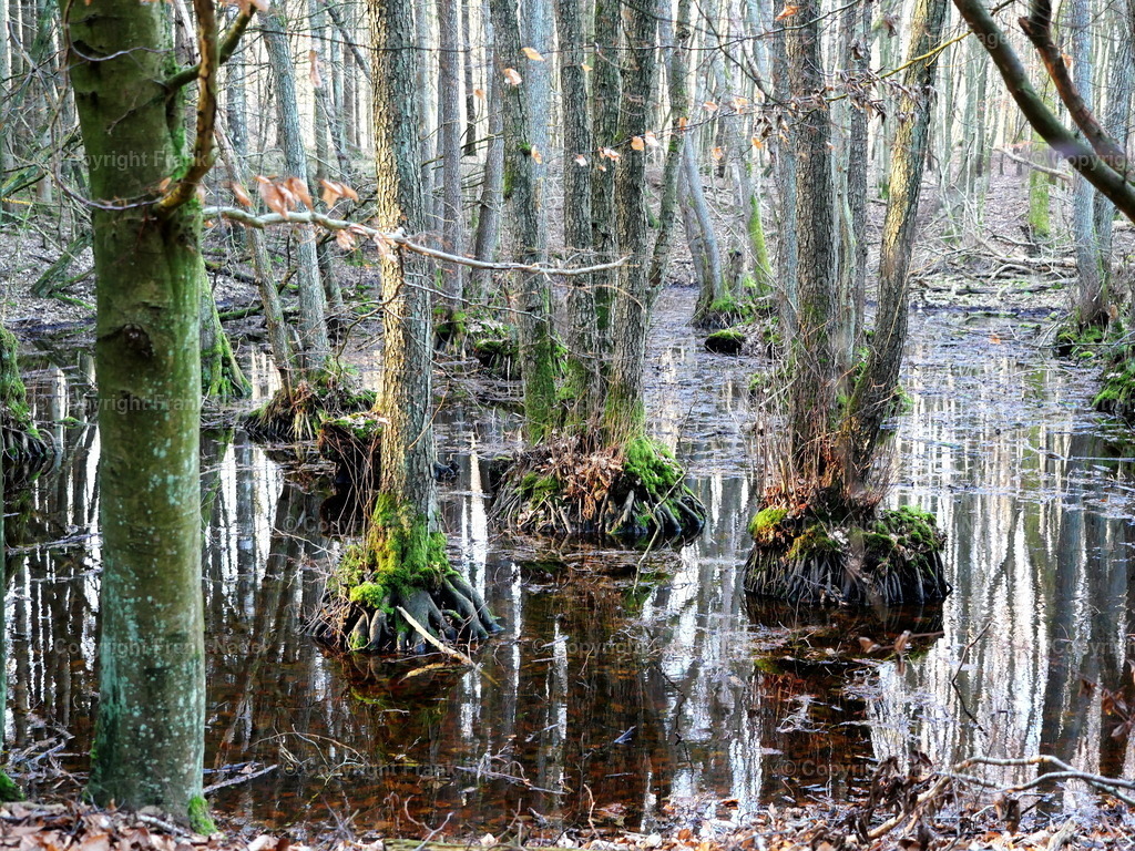 P1025392-waldmoor3 | dataxp - Realisiert mit Pictrs.com