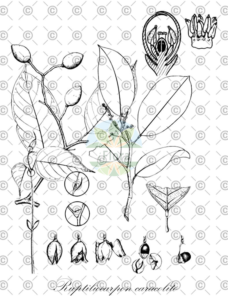 HistAbb_wfo-0001294203_1_ENZY_Simple | Historische Abbildung von Ruptiliocarpon caracolito - Lepidobotryaceae | Historical Illustration of Ruptiliocarpon caracolito - Lepidobotryaceae