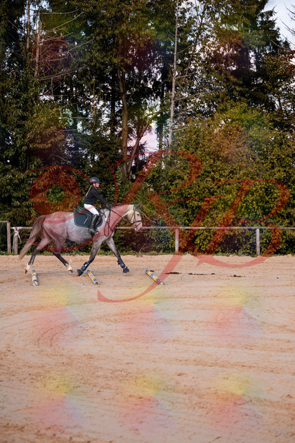 2026_10_03_Siefer-Hof_145034_Z81_28584935 | Professionelle Reitsport-, Turnier- und Eventfotografie von Robert Broda. Galerien mit ausgewählten und bearbeiteten Bildern direkt online ansehen und bestellen.