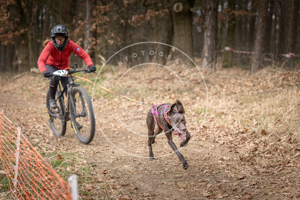 Pfotenfotografie_DV3A1409 | Hundefotografie, Tierfotograf, Pfotenfotografie, Fotoshooting Hund, Hunde Portrait, Hundesport, Hundeportraits, Heideshooting, Hunde, Sportfotograf, Hundefotograf, Turnierhundsport, THS,  - Realisiert mit Pictrs.com