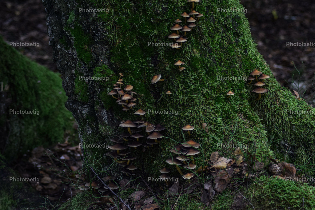 IMG_5301 | phototaetig