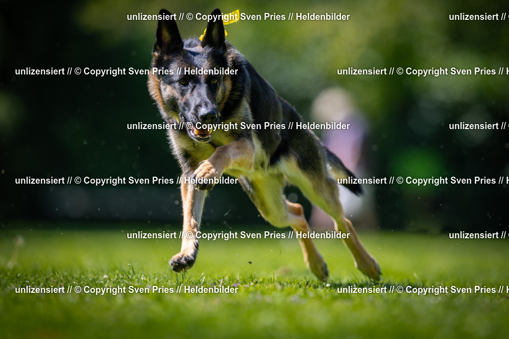 Sven Pries | 2025-08-10 - Hunderennen Durlach - Realisiert mit Pictrs.com