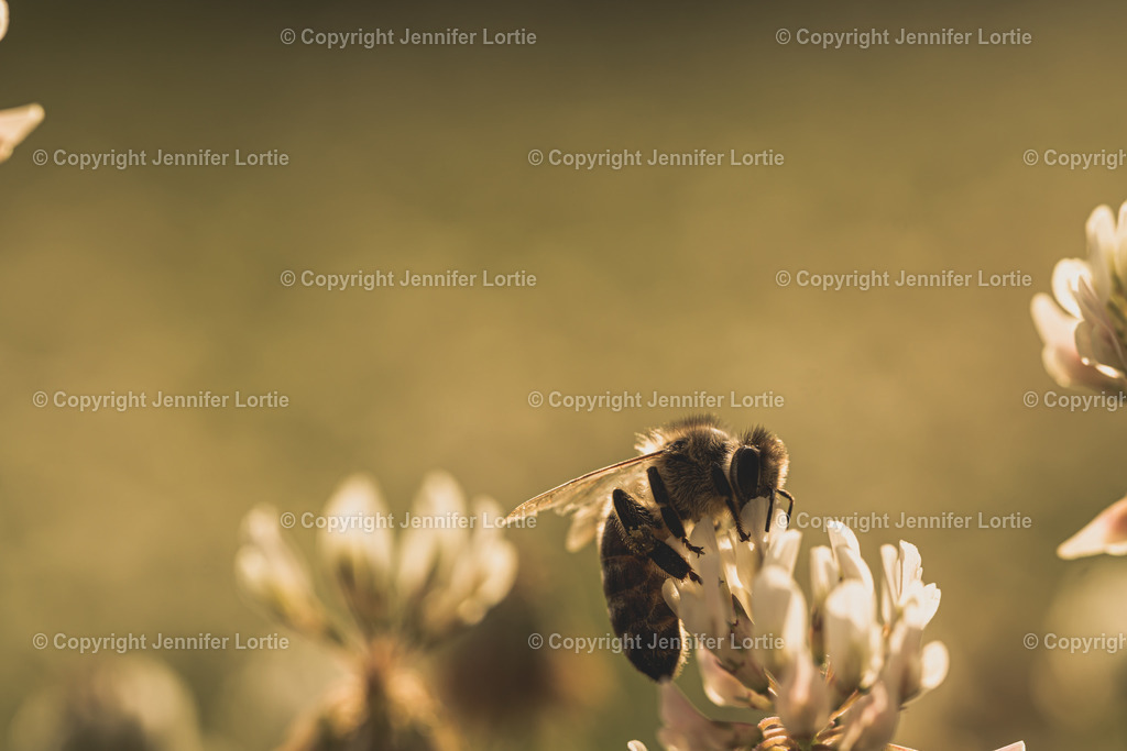 Honigbiene an Klee | Kreative Naturaufnahmen als hochwertige Druckprodukte kaufen. - Realisiert mit Pictrs.com