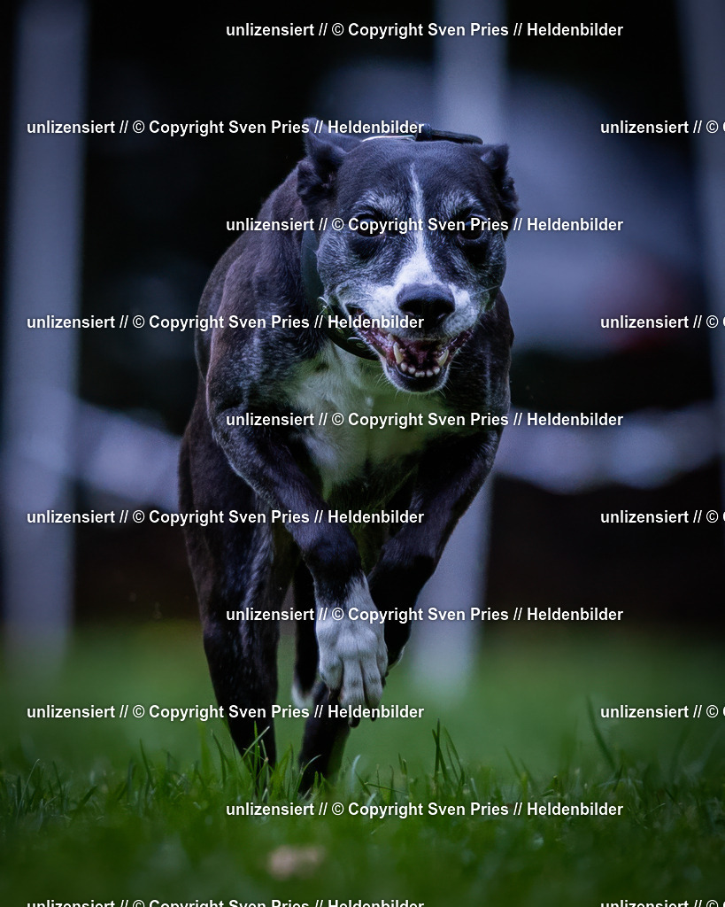 Sven Pries | 2024-10-19 - Hunderennen Ober-Grombach - Realisiert mit Pictrs.com