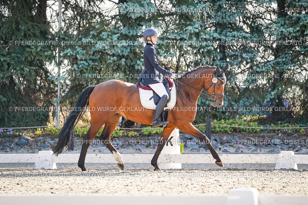 DSC09181 | Pferdegrafie