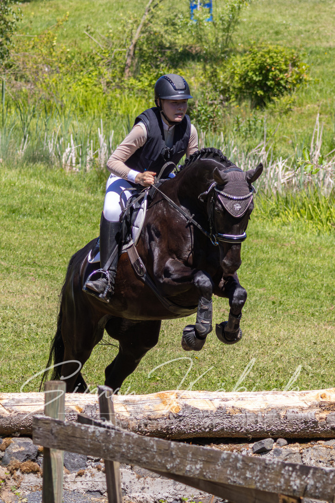 MBFotografie (22) | Tierfotografie Pferde, Hunde, Katzen, Haustiere.
Turnierfotografie Reitturniere, Reiten, Springreiten, Dressur in Hanau, dem Main-Kinzig-Kreis und dem Rhein-Main- Gebiet um Frankfurt