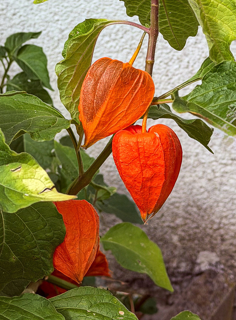 Wandbild Kunstdruck Poster Lampionblume – Farbintensive Botanische Nahaufnahme | Bringen Sie die leuchtende Farbenpracht und die beruhigende Eleganz der Natur direkt in Ihre Räume. Dieses kunstvolle Wandbild zeigt die detailreiche Nahaufnahme einer orangefarbenen Lampionblume (Physalis) im harmonischen Kontrast zu sattem, natürlichem Grün. Jedes feinste Detail der filigranen Naturstruktur wird in meisterhafter Schärfe wiedergegeben. Ein absolutes Highlight für Liebhaber von stilvoller Botanik-Kunst und moderner, frischer Wanddekoration. Gedruckt auf Premium-Leinwand, edlem Alu-Dibond oder kristallklarem Acrylglas für maximale Farbbrillanz in Ihrer Wunschgröße. - Realisiert mit Pictrs.com