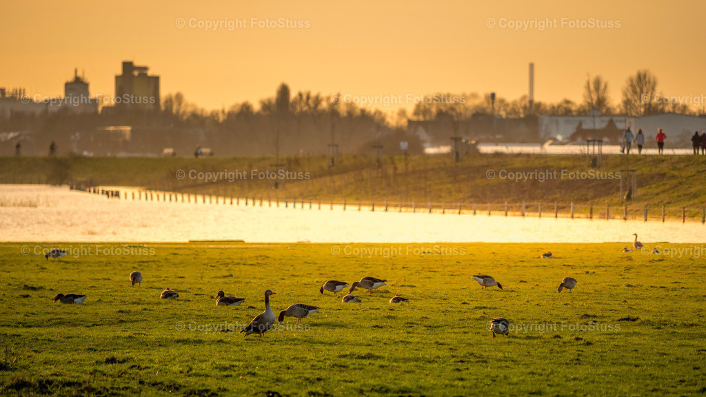 Gänse in den Lippeauen Hamm | Gänse grasen in den Lippeauen von Hamm Westfalen. - Realisiert mit Pictrs.com