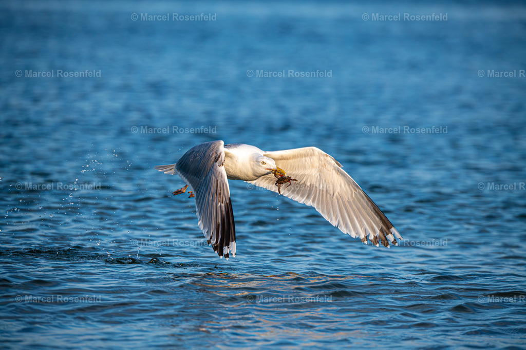 _DSC6008-Verbessert-RR | foto-rosenfeld