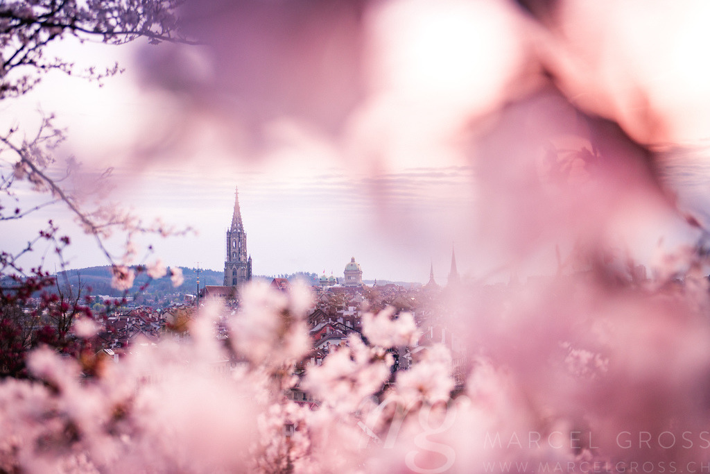 Berner Münster durch Kirschblüten im Rosengarten | Die ideale Geschenkidee für Naturliebhaber. Naturbilder von Marcel Gross Photography für ihr Zuhause in den verschiedensten Formaten und Materialien. - Realisiert mit Pictrs.com