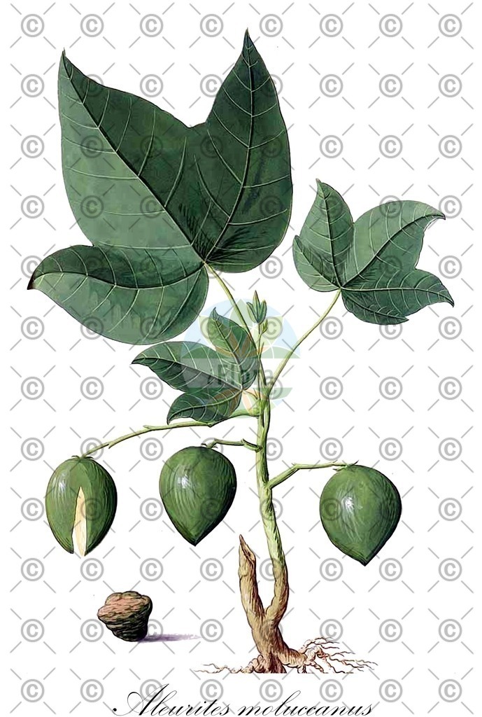 HistAbb_wfo-0000940858_3_ENZY_Simple | Historische Abbildung von Aleurites moluccanus - Euphorbiaceae | Historical Illustration of Aleurites moluccanus - Euphorbiaceae