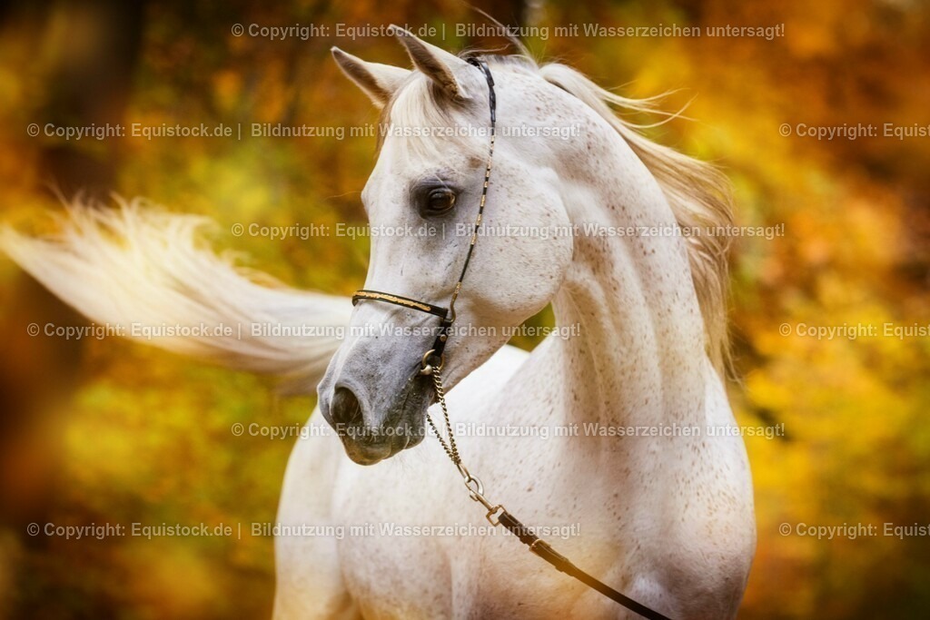 20151031_TOMsPiC_0320 | equistock
