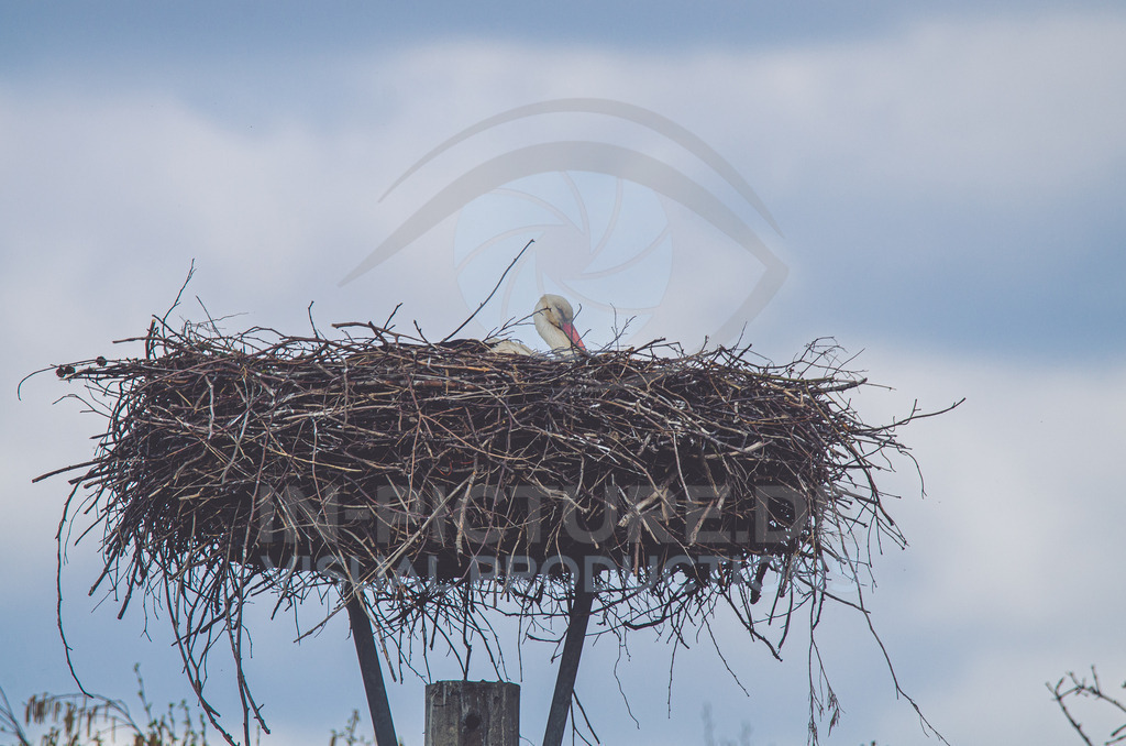 _DSC7862 | in-picture - Realisiert mit Pictrs.com