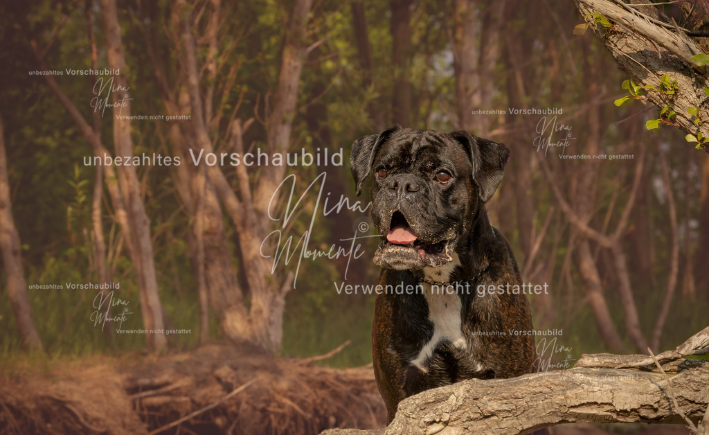 _16A8411-1 | Einzigartige Fotos von Hunden & Menschen –Actionfotos, Portraits, Vereinsaufnahmen & Paarshootings – authentisch, lebendig & mit Herz.