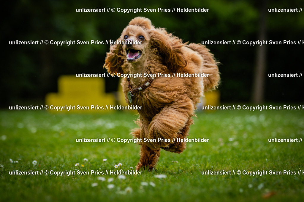 Sven Pries | 2025-05-29 - Pudelrennen KA-Durlach - Realisiert mit Pictrs.com