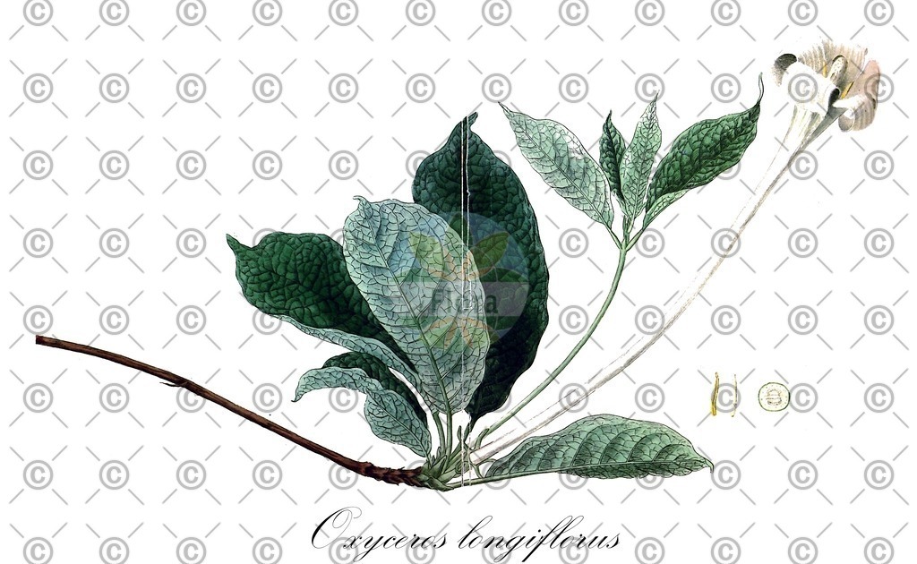 HistAbb_wfo-0001047056_1_ENZY_Simple | Historische Abbildung von Oxyceros longiflorus - Rubiaceae | Historical Illustration of Oxyceros longiflorus - Rubiaceae