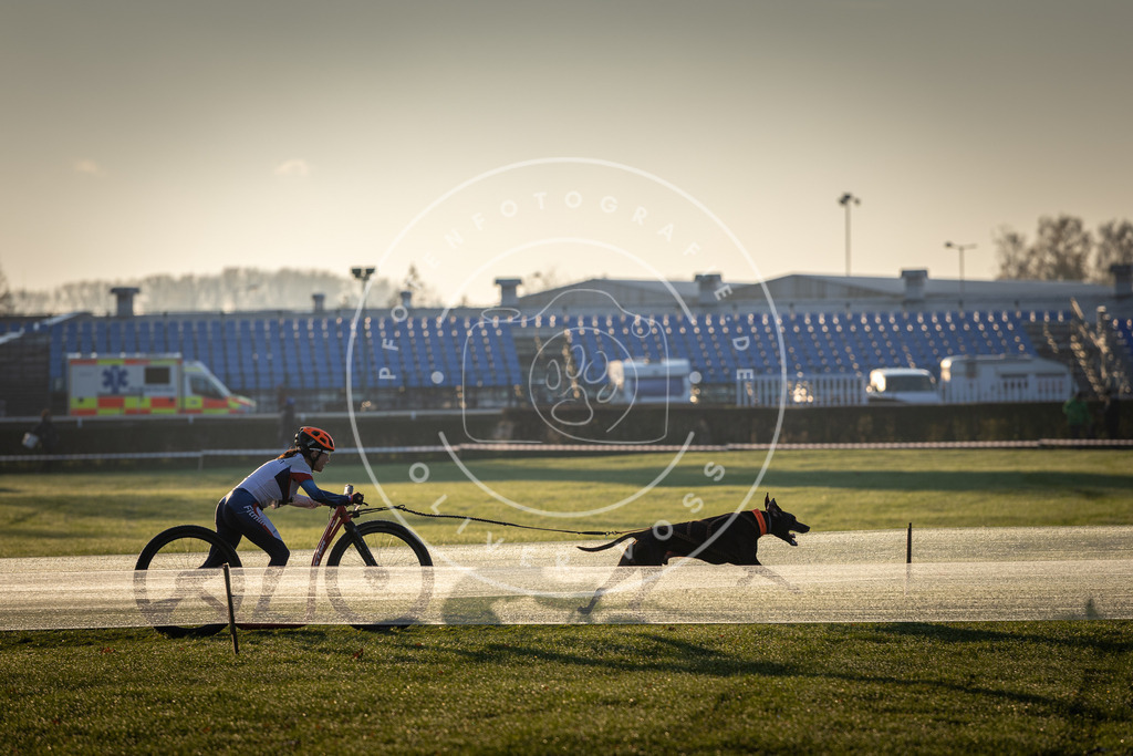 CaniXpix_DV3A9866 | Hundefotografie, Tierfotograf, Pfotenfotografie, Fotoshooting Hund, Hunde Portrait, Hundesport, Hundeportraits, Heideshooting, Hunde, Sportfotograf, Hundefotograf, Turnierhundsport, THS,  - Realisiert mit Pictrs.com
