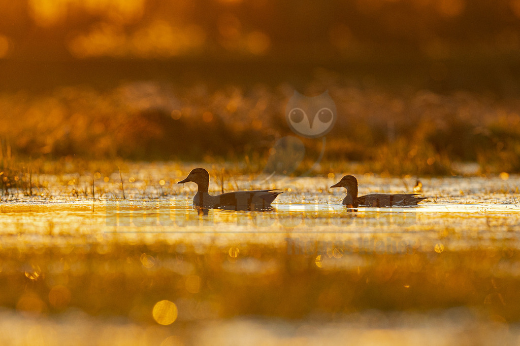 R6NF3660_20250405 | Das Bild zeigt zwei Schnatterenten (Anas strepera) als dunkle Silhouetten, die im warmen, goldenen Licht eines Sonnenuntergangs oder Sonnenaufgangs auf einer Wasseroberfläche schwimmen. Die Enten sind nebeneinander positioniert und bewegen sich in die gleiche Richtung. Das Wasser reflektiert das intensive goldene Licht, wodurch der Vordergrund und Hintergrund unscharf und leuchtend erscheinen. Die Szene vermittelt eine ruhige und friedliche Atmosphäre in einem Feuchtgebiet. - Realisiert mit Pictrs.com