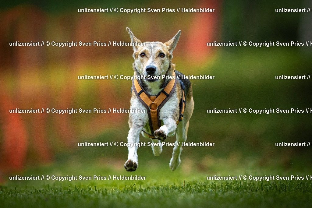 Sven Pries | 2025-09-21 - Hunderennen Baden-Oos - Realisiert mit Pictrs.com