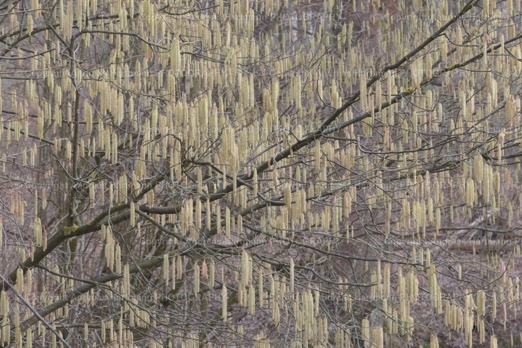 Haselnusspollen | Haselnusspollen - Realisiert mit Pictrs.com