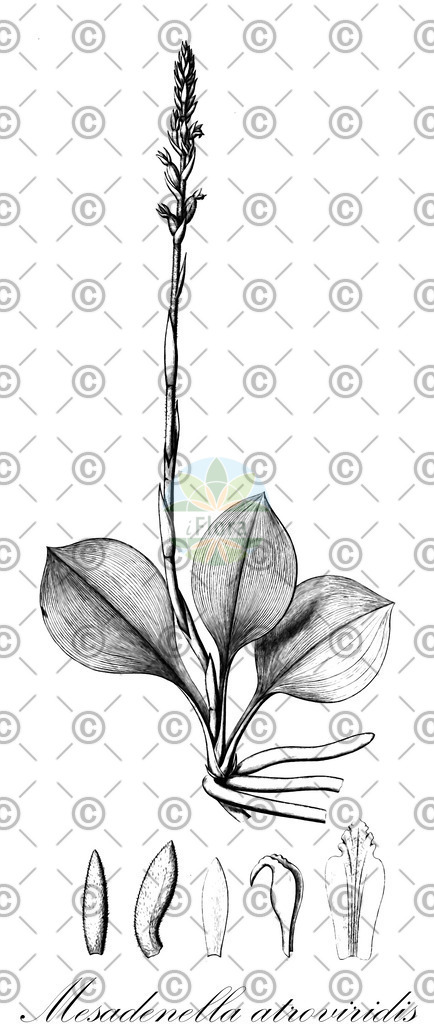 HistAbb_wfo-0000241929_1_ENZY_Simple | Historische Abbildung von Mesadenella atroviridis - Orchidaceae | Historical Illustration of Mesadenella atroviridis - Orchidaceae