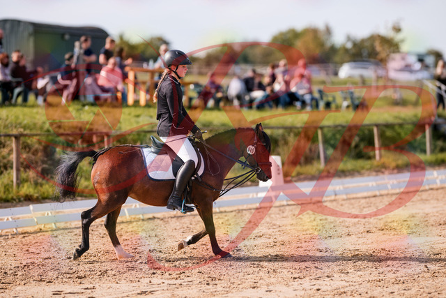 2026_10_03_Siefer-Hof_120702_Z81_08492990 | Professionelle Reitsport-, Turnier- und Eventfotografie von Robert Broda. Galerien mit ausgewählten und bearbeiteten Bildern direkt online ansehen und bestellen.