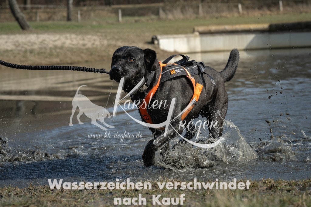 1403_ZZ99626 | kk-dogfotos