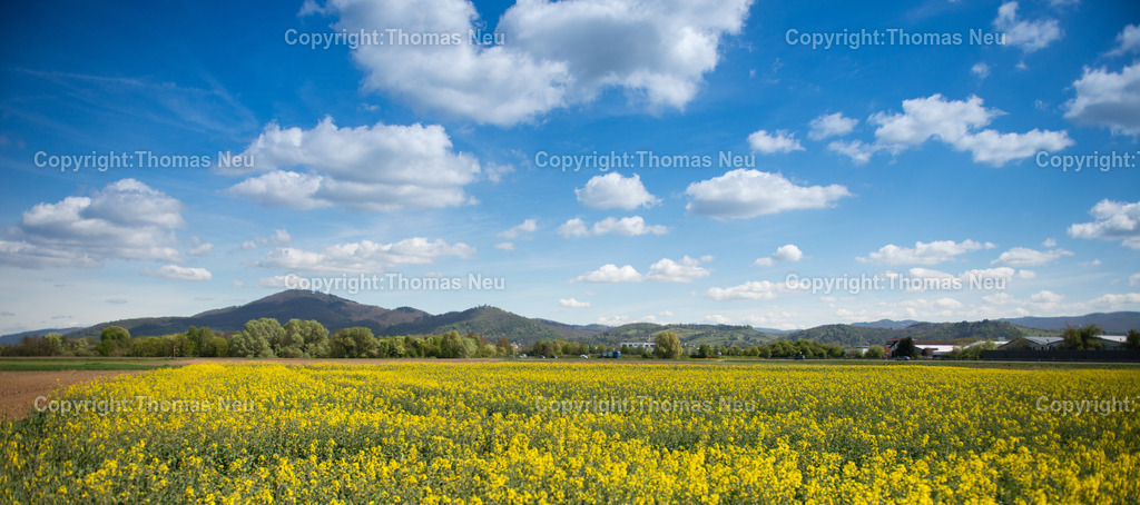 Rapsbluete-bergstrasse-odenwald-fruehling-hessen-Fotografie-Thomas-Neu-15 | Ein leuchtend gelbes Rapsfeld prägt im Frühjahr die Landschaft an der Bergstraße. Im Hintergrund erheben sich die bewaldeten Hügel des Odenwaldes mit dem markanten Melibokus und dem Schloss Auerbach ,Bild: Thomas Neu