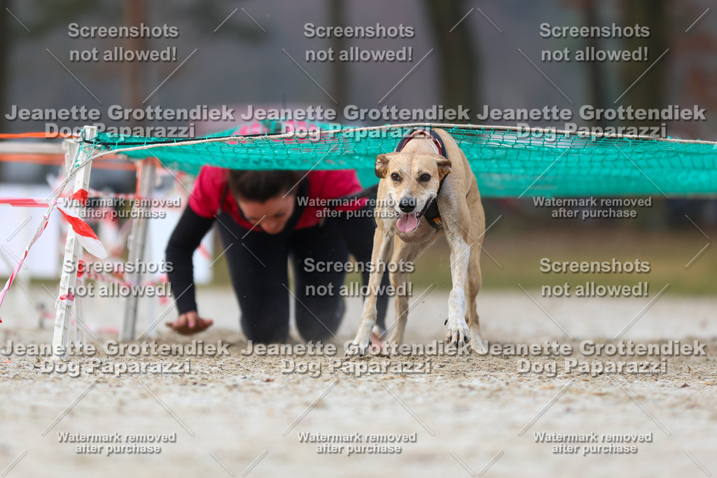 Dog Paparazzi - Strongdog North Mrz26-3635 | Dog Paparazzi Jeanette Grottendiek Fotografie & Videografie - Realisiert mit Pictrs.com