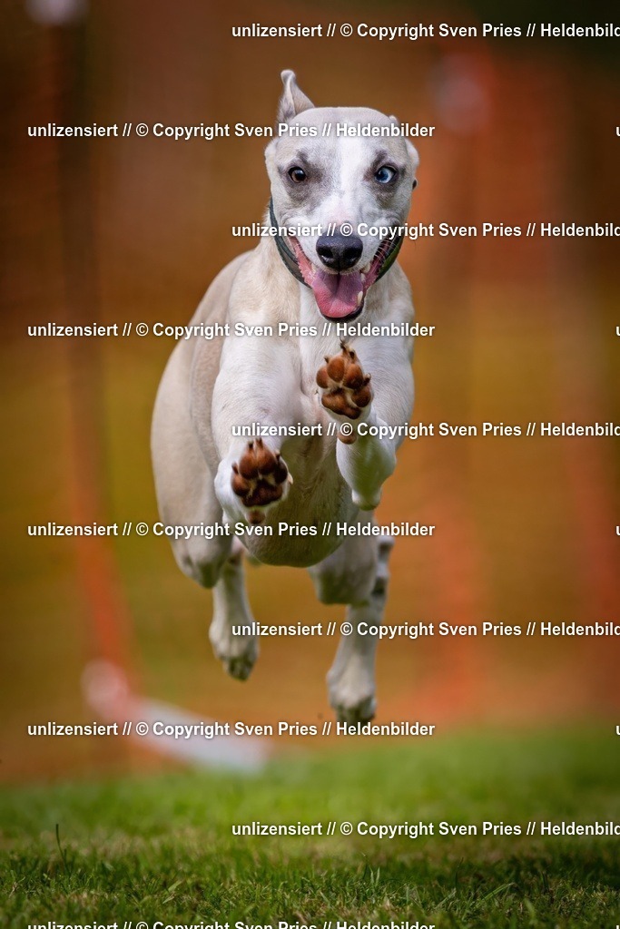 Sven Pries | 2024-09-22 - Hunderennen Baden-BadenPudelverein - Realisiert mit Pictrs.com