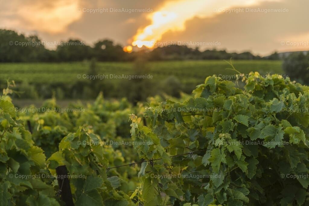 _DSC8069 | DieAugenweide Galerie, Bilder von Fotograf Ralf-Udo Thiele. Auswählen und bestellen auf verschiedenen Materialien und Größen. - Realisiert mit Pictrs.com