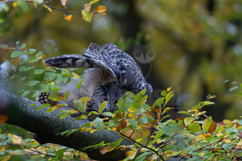 R5M24650_20251029 | Ein majestätischer Uhu (Bubo bubo) sitzt auf einem dicken Ast eines Baumes, dessen Blätter die Farben des Herbstes angenommen haben. Der Vogel ist dabei, einen seiner Flügel nach oben auszustrecken, möglicherweise beim Putzen oder Dehnen. Sein Gefieder zeigt eine charakteristische Tarnfärbung aus Brauntönen, Schwarz und Grau, die ihn gut in der Umgebung verbirgt. Die leuchtend orangefarbenen Augen des Uhus blicken aufmerksam nach vorne, während er teilweise von den gelb-grünen Blättern verdeckt wird. Der Hintergrund ist unscharf und zeigt weitere herbstliche Baumkronen. - Realisiert mit Pictrs.com