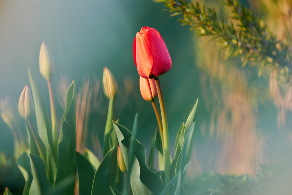 rote Tulpen im Gartenbeet | Burgenland, Austria - April 15, 2022: rote Tulpen im Gartenbeet, daneben ein Rosmarinstrauch. - Realisiert mit Pictrs.com