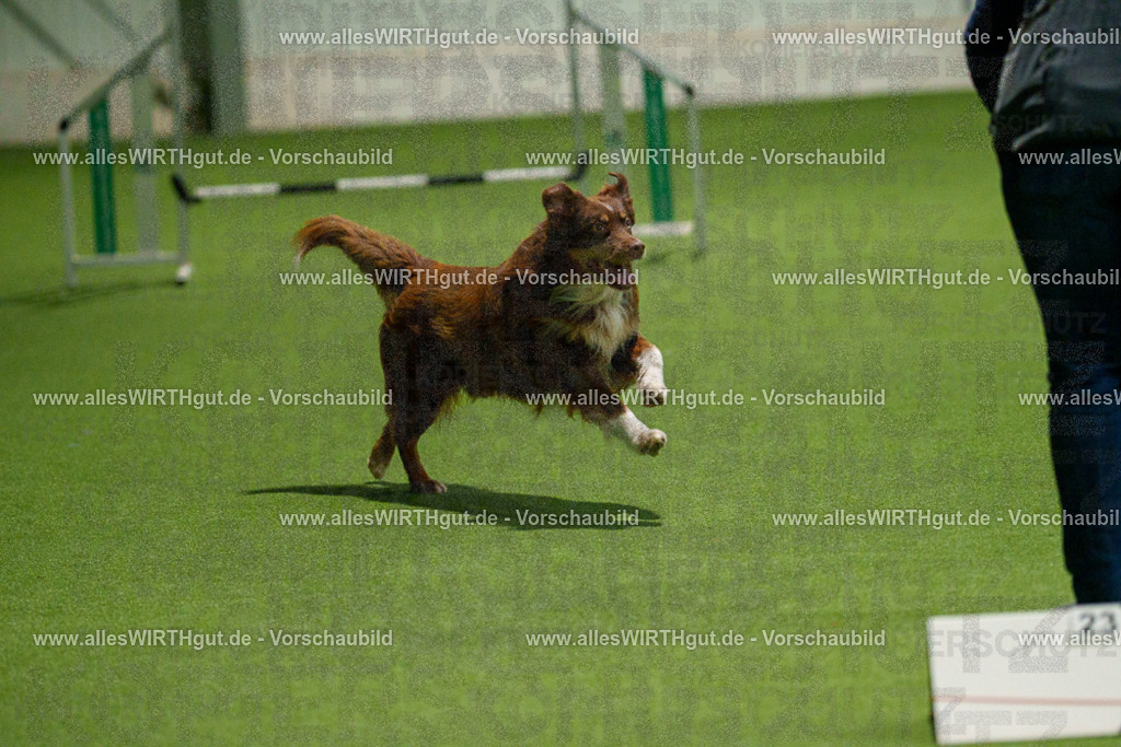 7R508971 | Professionelle Tierfotografie in Mönchengladbach von Daniel Wirth (allesWIRTHgut). Liebevolle & natürliche Bilder von Hunden & Katzen für unvergessliche Erinnerungen.