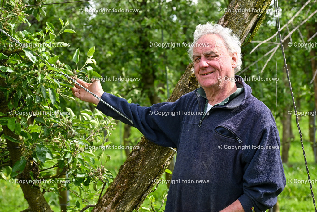 Thening_ Obstbauer Hirschvogel_ 07.05.2024-16 | 07.05.2024, Thening, AUT, Obstbauer Hirschvogel, im Bild Wilfried Hirschvogel bei den Obstbaeumen