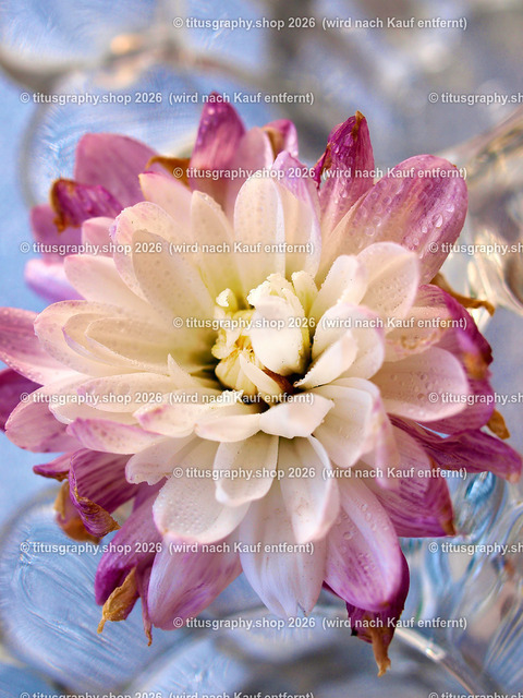 titusgraphy_P9121885-vz-ln | OLYMPUS DIGITAL CAMERA - Realisiert mit Pictrs.com