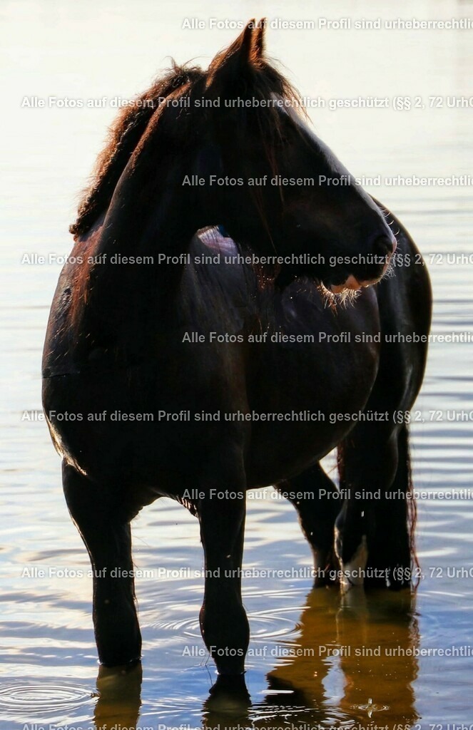 IMG_5439a_3-01_2 | krollfotografie - Realisiert mit Pictrs.com