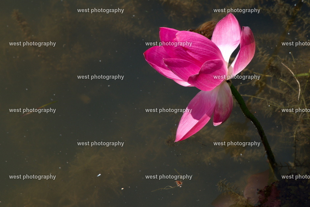 Beauty - AUS 2016 | west photography - Realisiert mit Pictrs.com