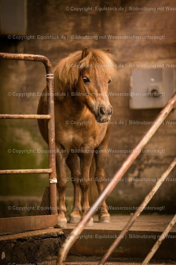 20160517_Pony_in_Industrieanlage_0007 | Foto: Thomas Hartig