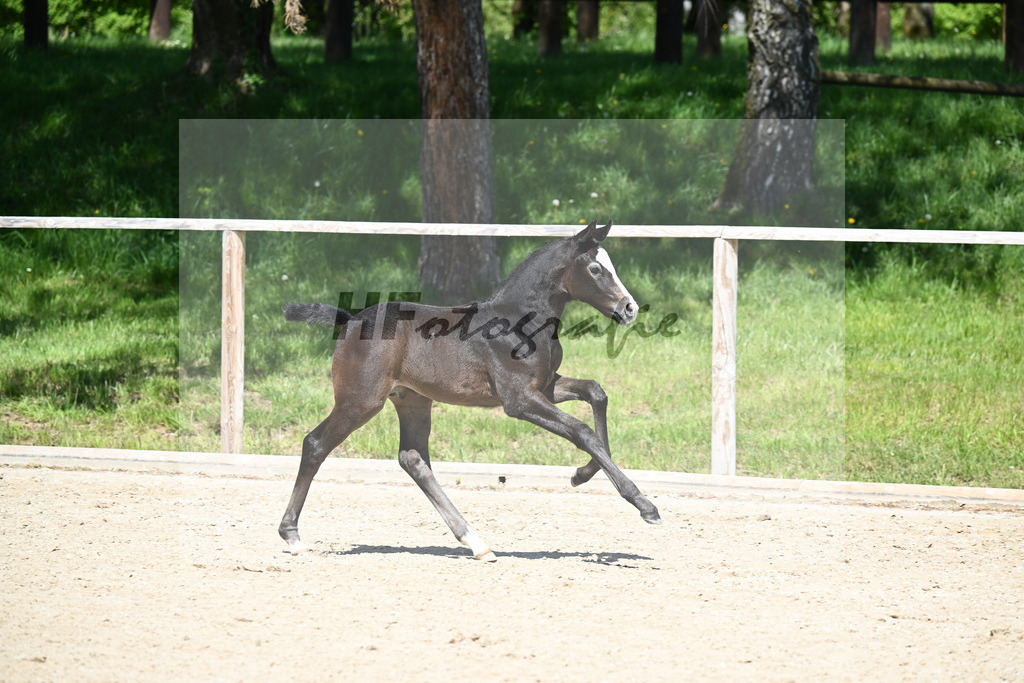 Cascadello II x Corlensky G I_HF_Mayer_11240476 | hf-fotografie - Realisiert mit Pictrs.com