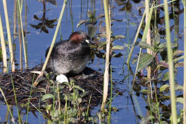201724 | Tierfotografie, Tierkalender, Tierbilder, Insekten, Spinnen, Vögel, Schmetterling, Libellen, Leinwand, Colorkey, Qualität, Geschenkartikel, Geschenk - Realisiert mit Pictrs.com