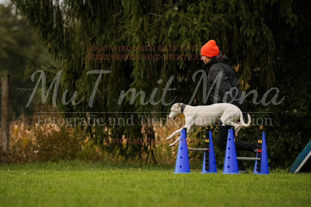 20251005_THS_Turnier-681 | MuT (Mensch und Tier) mit Mona - Fotografie und Tierkommunikation - Realisiert mit Pictrs.com